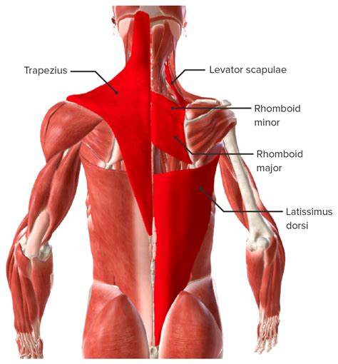 Back Muscles: Anatomy & Groups | Concise Medical Knowledge