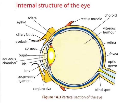 Human Eye Anatomy Model images