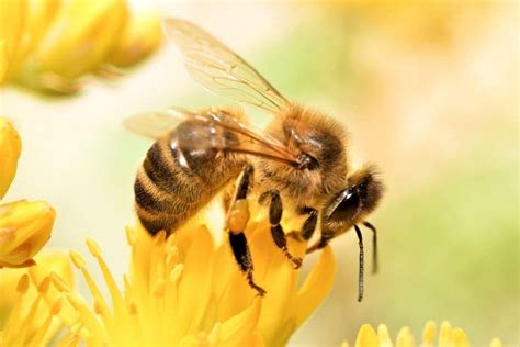 The Threats of Climate Change to Endangered Bee Species | Earth.Org