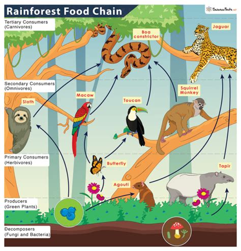 Tropical Rainforest Food Chain: Examples and Diagram