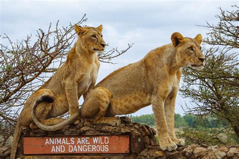 Nairobi National Park | Timbuktu Travel