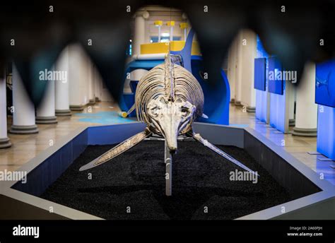 Megalodon skeleton hi-res stock photography and images - Alamy