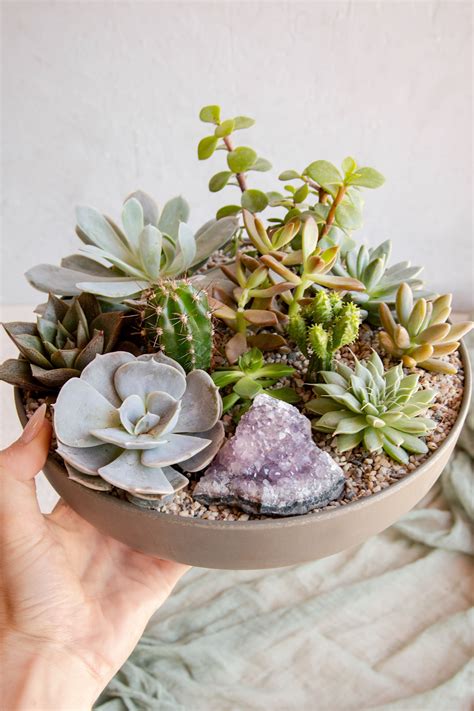 Succulents on the Rocks Planter | Succulent rock garden, Succulents ...