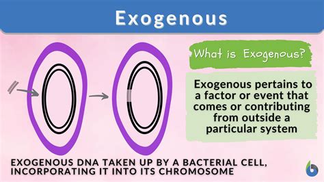 Exogenous - Definition and Examples - Biology Online Dictionary