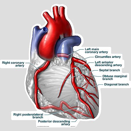 Your Coronary Arteries | Cardiac Health