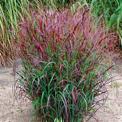 Prairie Fire Red Switchgrass