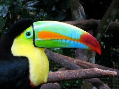 HONDURAS: Macaw Mountain, the Park of Living Jewels