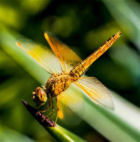 The Color of Dragonflies – Blue, Black, Orange and Many More! – School ...