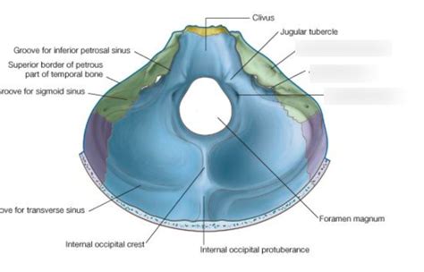 Posterior Cranial Fossa