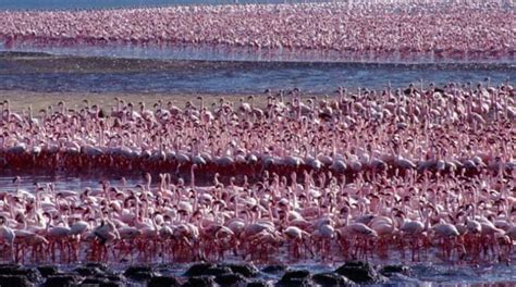 Flamingos in Kenya - Lake Bogoria - Jewel safaris