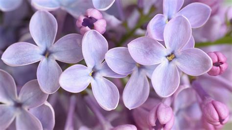 How to Grow a Lilac Bush - Tips for Growing Lilac