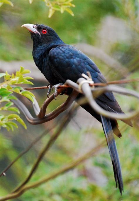 a black bird sitting on top of a tree branch