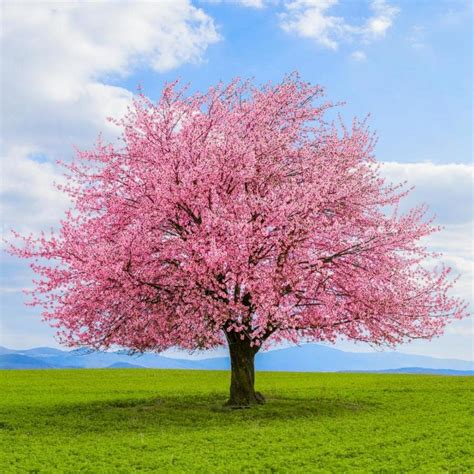 Brighter Blooms 2.06 -Quart Kwanzan Cherry Tree Flowering tree (N/A) at ...