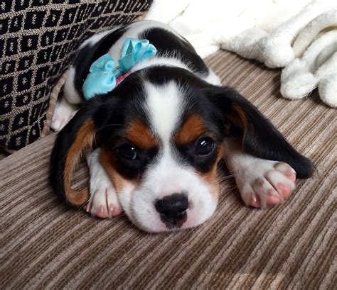 Beaglier puppy | Cute animals, Puppies, Beagle