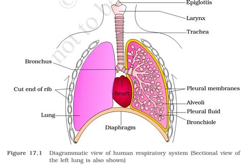 Respiratory System - NCERT General Science - PMF IAS