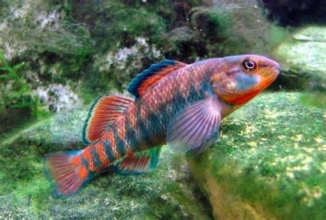 Rainbow darter - Alchetron, The Free Social Encyclopedia