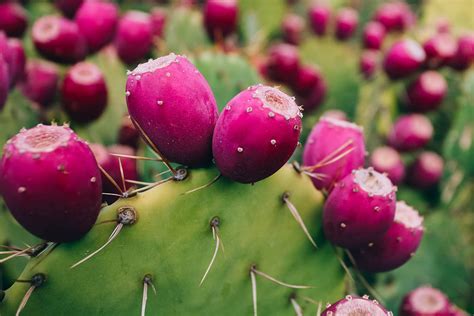 How To Grow An Opuntia (Prickly Pear) Cactus