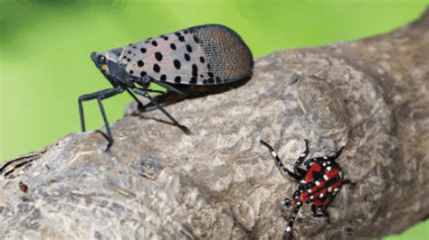 Keeping tabs on the spotted lanternfly - Nursery Management