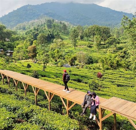 Gunung Mas Puncak Bogor, Keindahan yang Hakiki - TOPWISATA