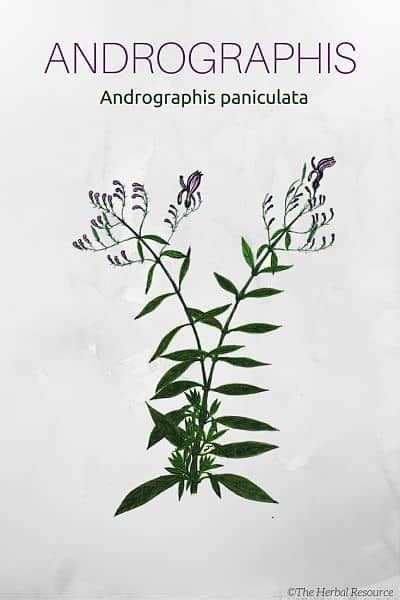 Andrographis Paniculata - Uses, Benefits and Side Effects | Herbs ...