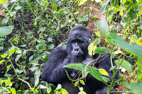 Meeting the Giants of the Forest – Gorilla Trekking in Bwindi ...