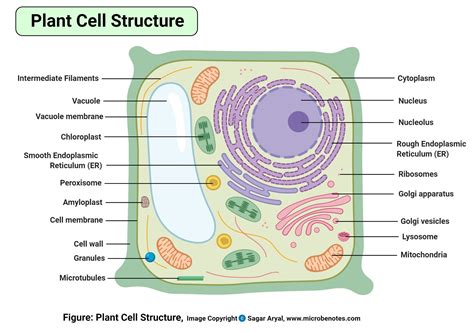 Eukaryotic Cells- Definition, Characteristics, Structure, Examples