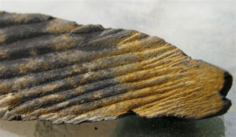 Louisville Fossils and Beyond: Cladoselache Shark Fossil