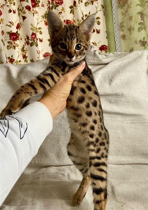 F1 Savannah Cats For Sale | F1 & F2 Savannah Kitten Breeder California ...