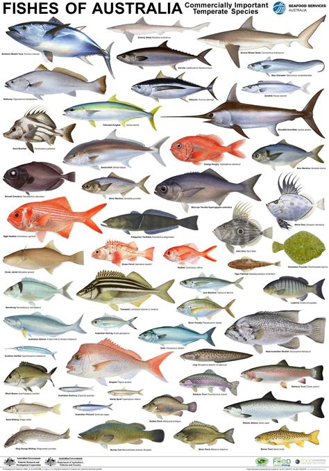 an image of fishes of australia poster