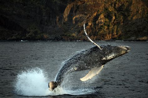 Humpback Whale Breeding