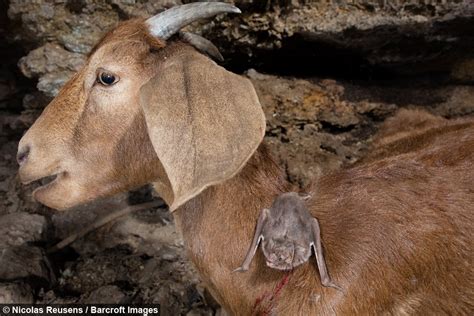 Vampire bat feeding on the neck of a goat : r/natureismetal