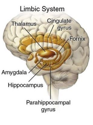 Hippocampus | Definition, Function & Damage - Lesson | Study.com