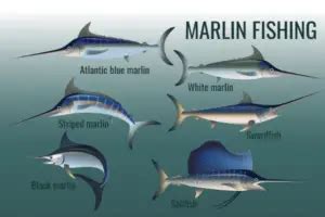 How Much Does Marlin Fish Cost? (In-Depth) - How much does cost?