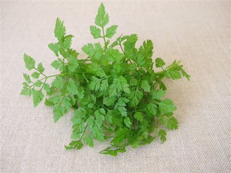 A Herb Bouquet with Fresh Garden Chervil Stock Photo - Image of fresh ...