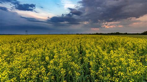 Canola field - backiee