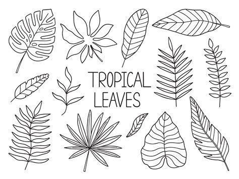 Hand drawn tropical leaves doodle. Monstera and palm leaves in sketch ...