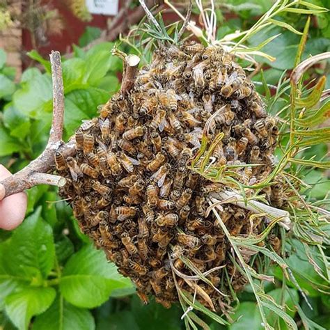 Live Bee Swarm Demo Field Day 26.8.2018 – illawarra beekeepers