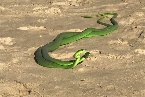 Green Mamba Snake Bite