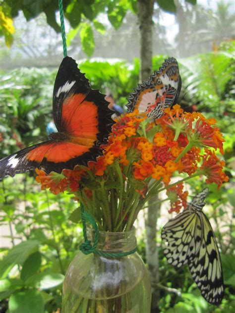 Butterfly Garden Philippines - G4rden Plant