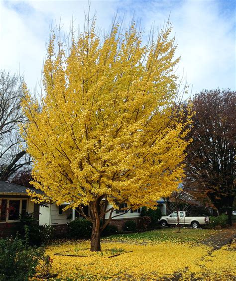 Ginkgo - Sacramento Tree Foundation