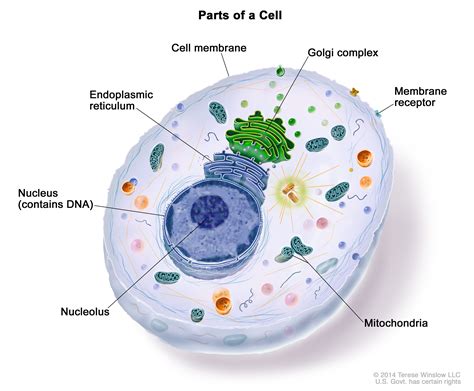 [Solved] Which of the following cell forms the boundary of cytoplasm