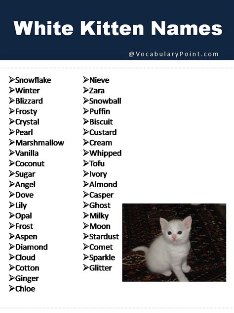 150+ Fluffy White Cat Names : Cute, Funny and Best - Vocabulary Point