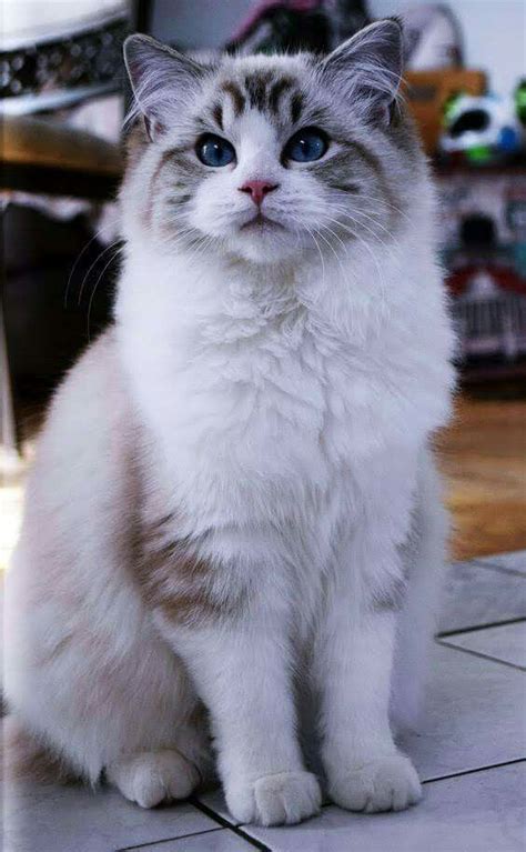 Ragdoll Fluffy Cat Breeds - Pets Lovers