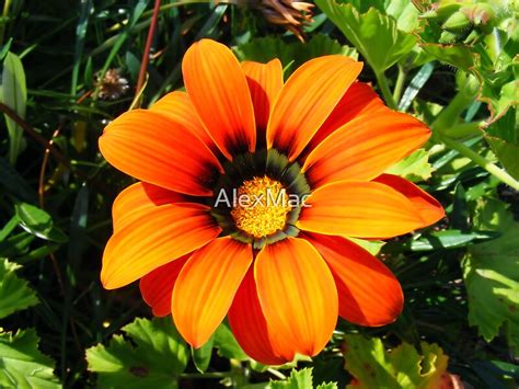 "Burnt Orange Flower" by AlexMac | Redbubble