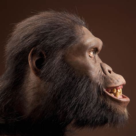 Australopithecus africanus. Reconstruction based on STS 5 by John ...