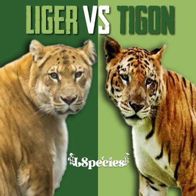 Liger Vs Tigon OR Tigon Vs Liger