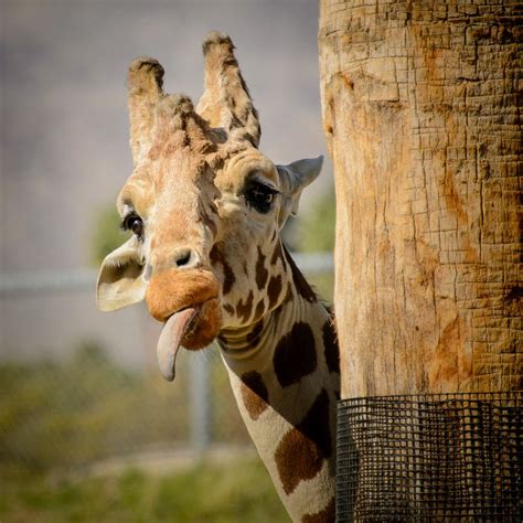 Giraffe Humour by David Benard on 500px | Animaux, Animaux sauvages ...