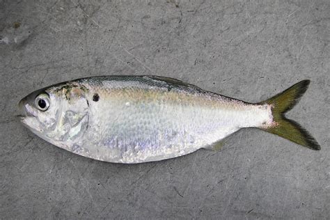 Atlantic Menhaden | NOAA Fisheries