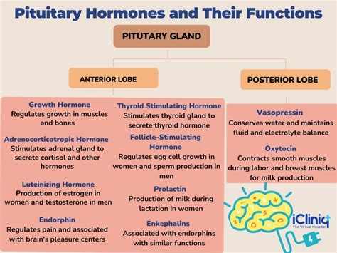 🌷 Pituitary gland lobes. Hyperpituitarism (Overactive Pituitary Gland ...