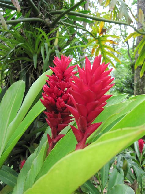 Hawaiian Red Ginger Plant Roots - 1 Pack 2 Roots Per Pack - Walmart.com